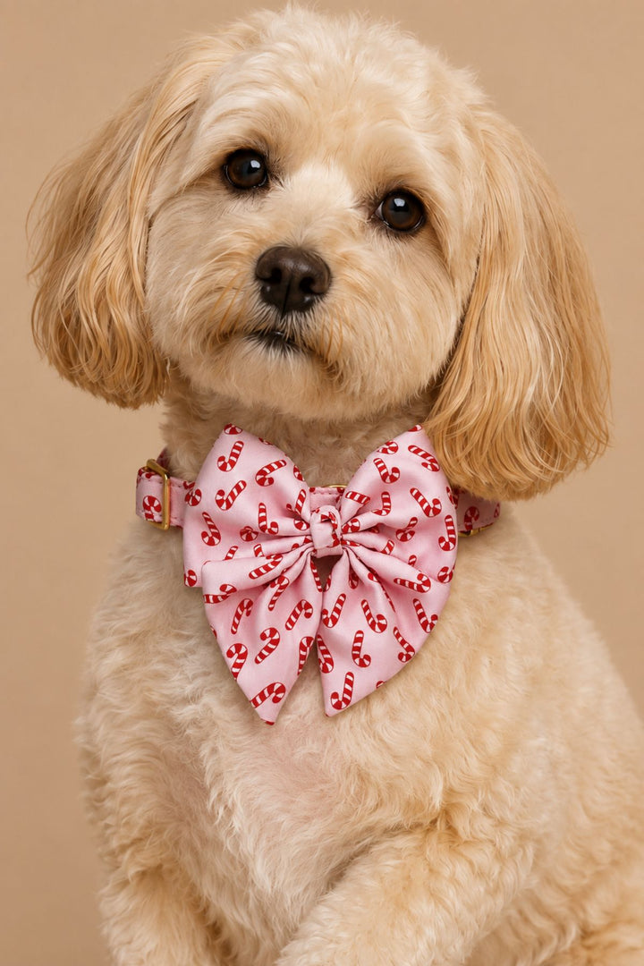 Close up of Curly-haired golden doodle sitting with head tilted up, wearing a Lane & Leash Peppermint Stroll dog collar and sailor bow in pink with candy cane print, against a tan backdrop