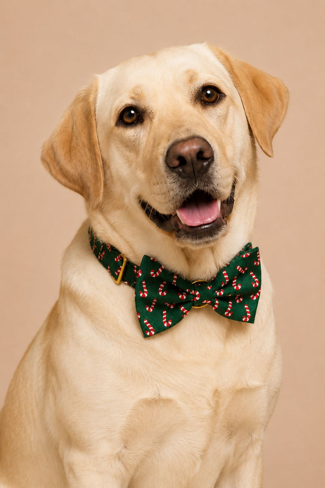 Close up of yellow Labrador sitting and smiling while wearing a Lane & Leash Peppermint Stroll dog collar and bow tie in dark green with candy cane print, against a tan backdrop