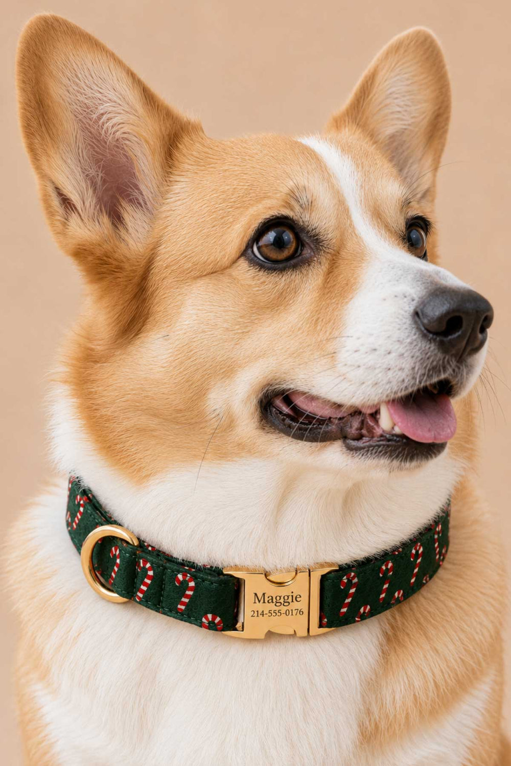 Close up of Corgi wearing a Lane & Leash Peppermint Stroll dog collar in dark green with candy cane print and engraved gold buckle reading 'Maggie,' against a tan backdrop