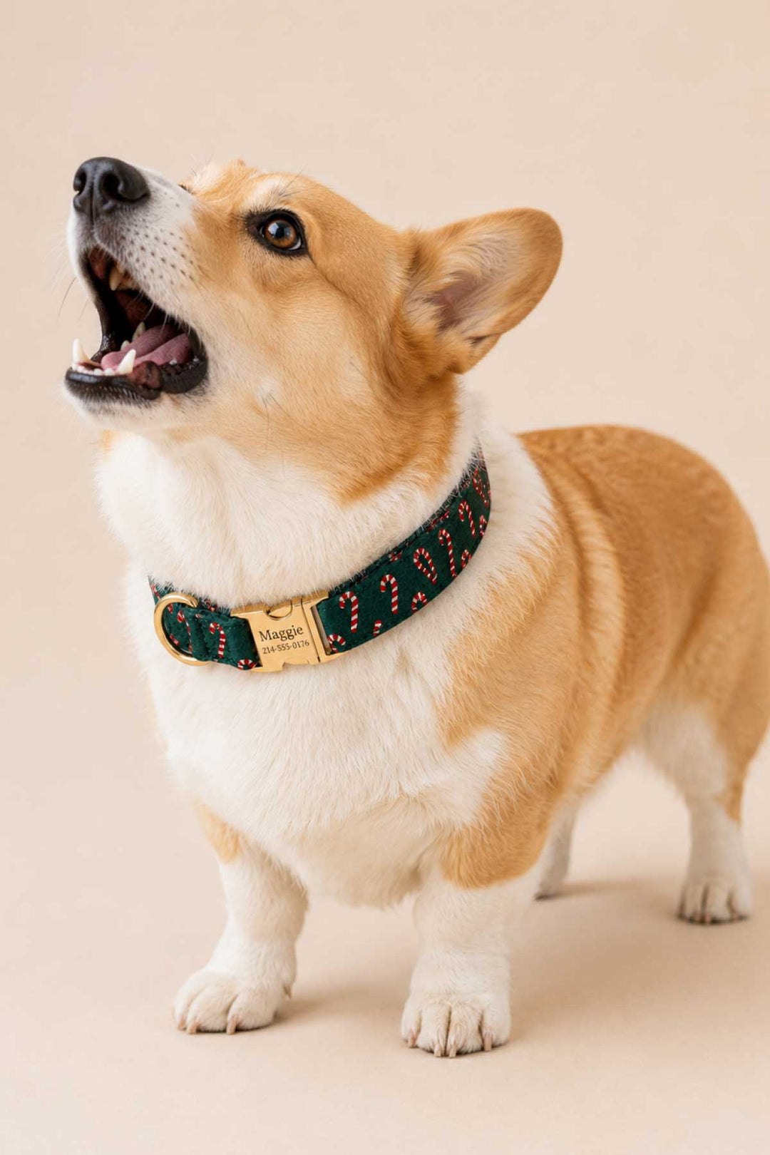 Corgi standing with head raised and mouth open playfully, wearing a Lane & Leash Peppermint Stroll dog collar in dark green with candy cane print and engraved gold buckle reading 'Maggie,' against a tan backdrop