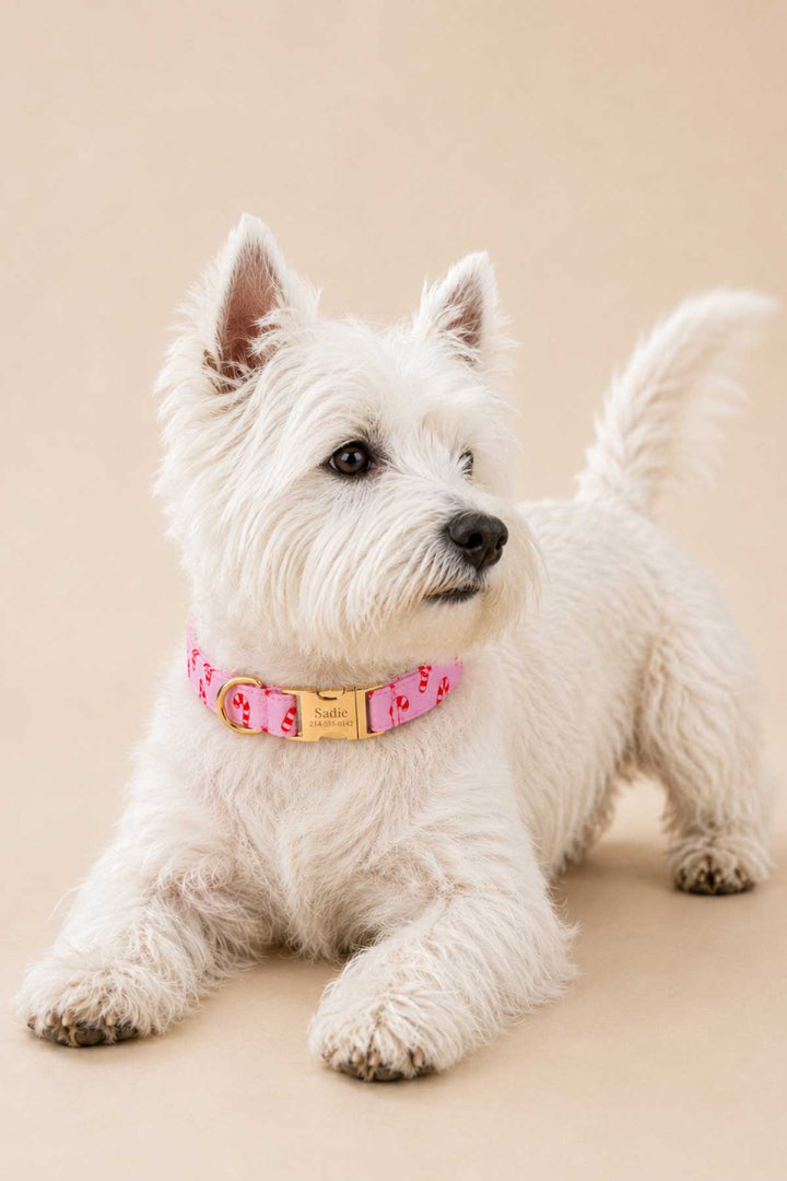 White West Highland Terrier being playful wearing a Lane & Leash Peppermint Stroll dog collar in pink with candy cane print and engraved gold buckle reading 'Sadie,' against a tan backdrop