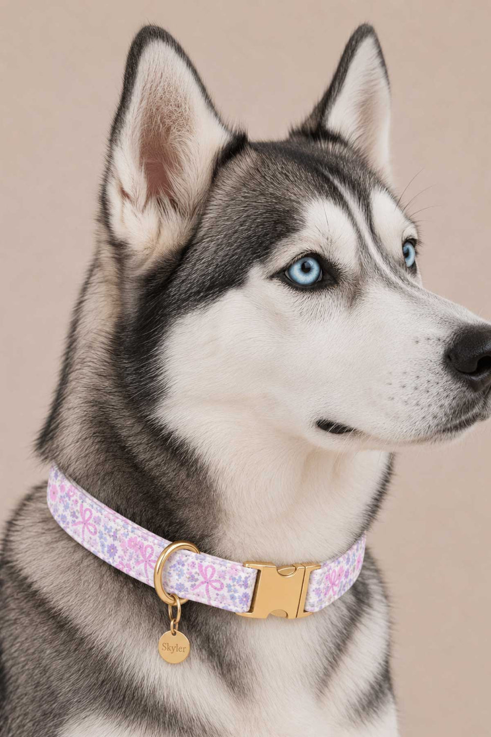 Husky dog wearing a pink floral pet collar with a gold round engraved ID tag attached, on a beige background