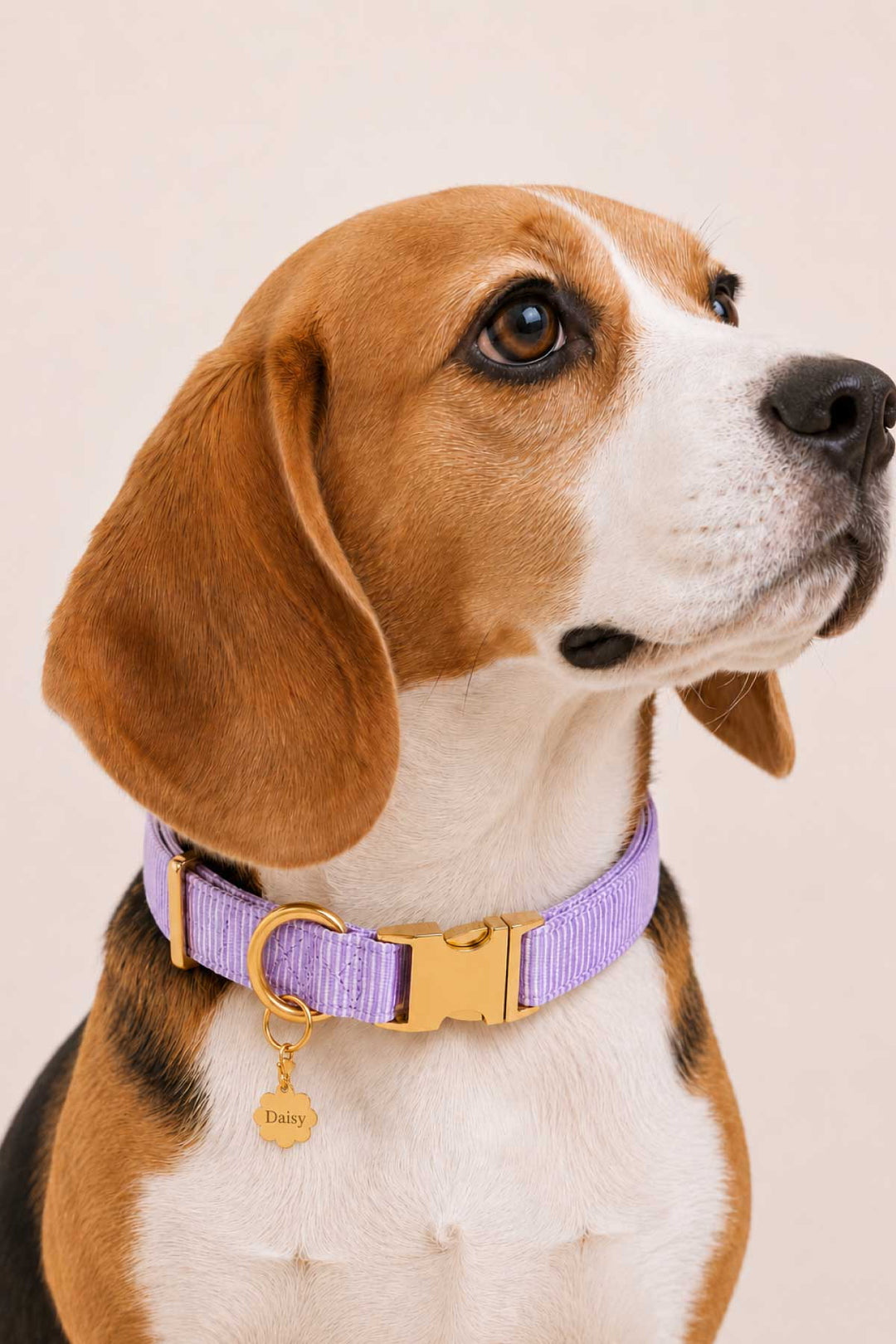 Beagle wearing a purple pet collar with a gold flower-shaped engraved ID tag attached, on a light beige background