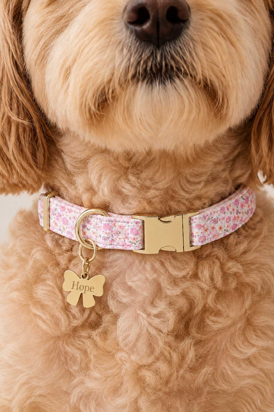 Golden doodle dog wearing a pink floral pet collar with a gold bow-shaped engraved ID tag showing "Hope"