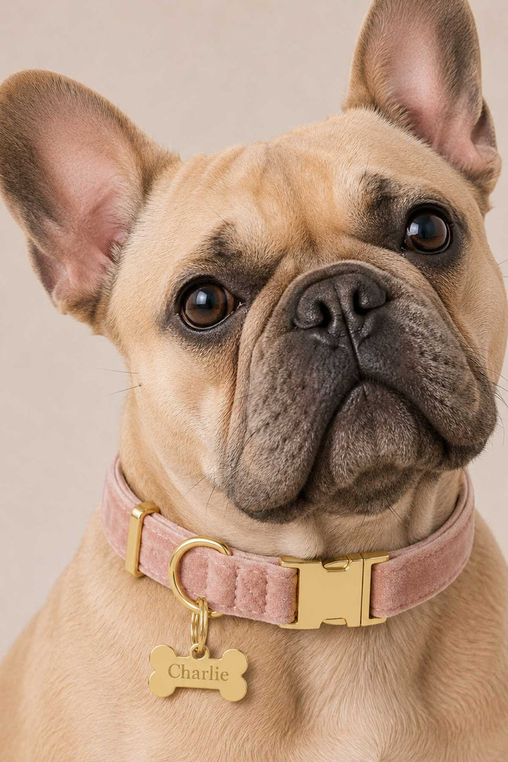 French bulldog wearing a pink velvet pet collar with a gold bone-shaped engraved ID tag attached, on a light beige background