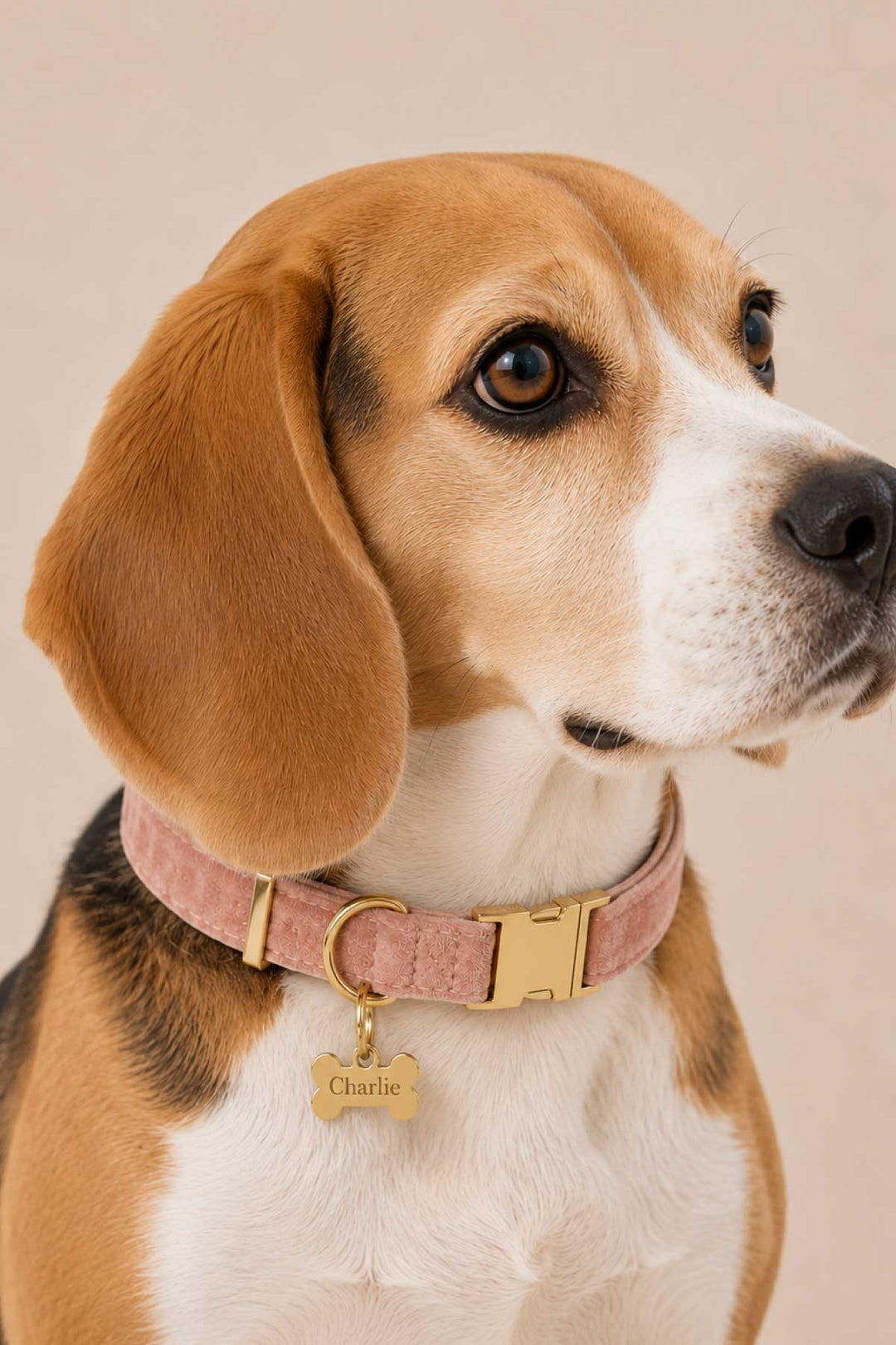 Beagle wearing a pink velvet pet collar with a gold bone-shaped engraved ID tag attached, on a light beige background
