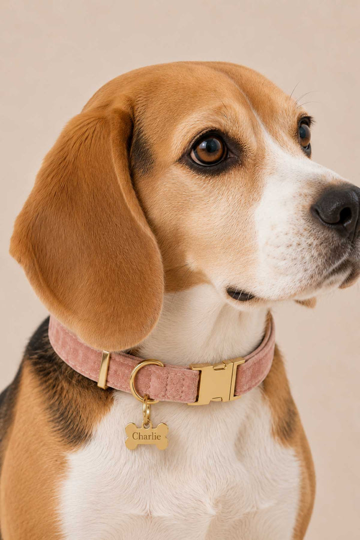 Beagle wearing a pink velvet pet collar with a gold bone-shaped engraved ID tag attached, on a light beige background