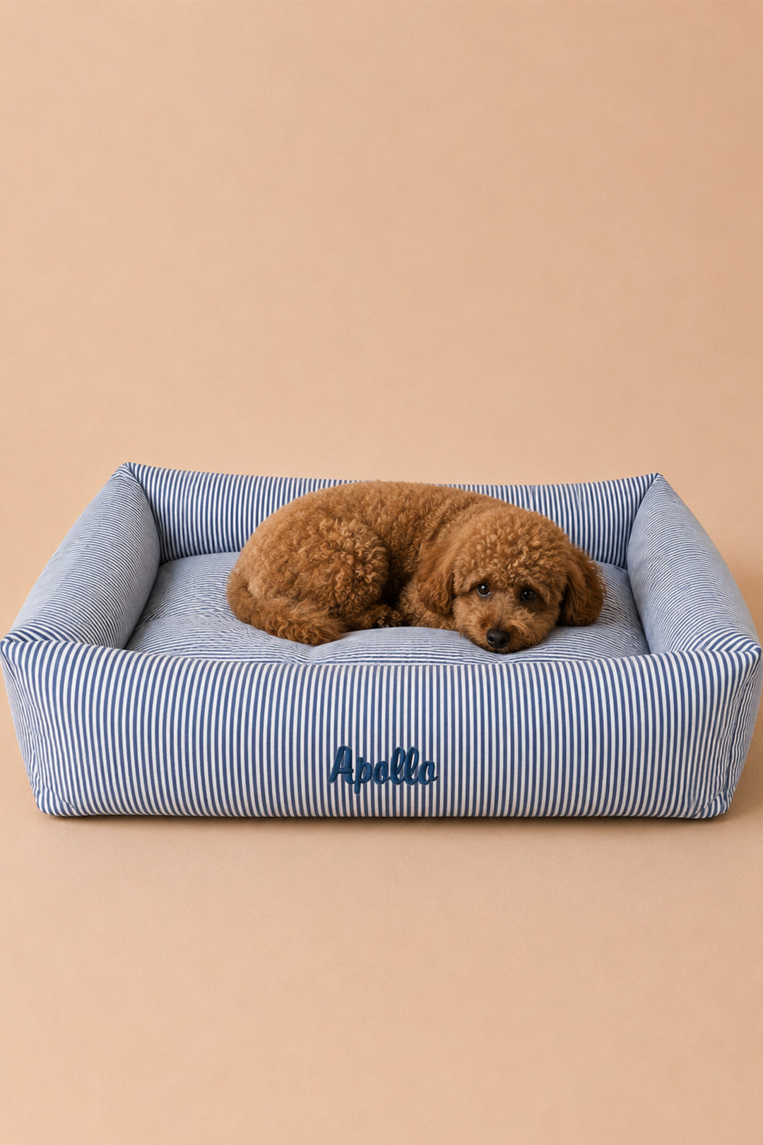 A small brown poodle lies curled up inside a square Lane & Leash blue-and-white striped pet bed with a padded cushion. The bed has the name 'Apollo' embroidered in blue on the front, and the scene is photographed against a plain warm beige background.