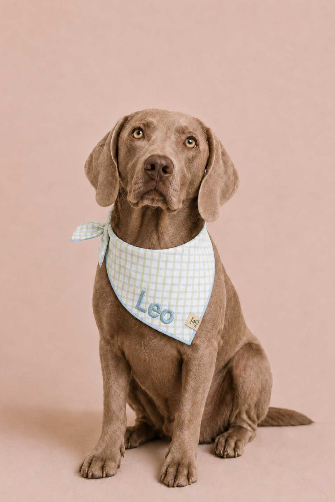 picnic plaid embroidered bandana on big dog