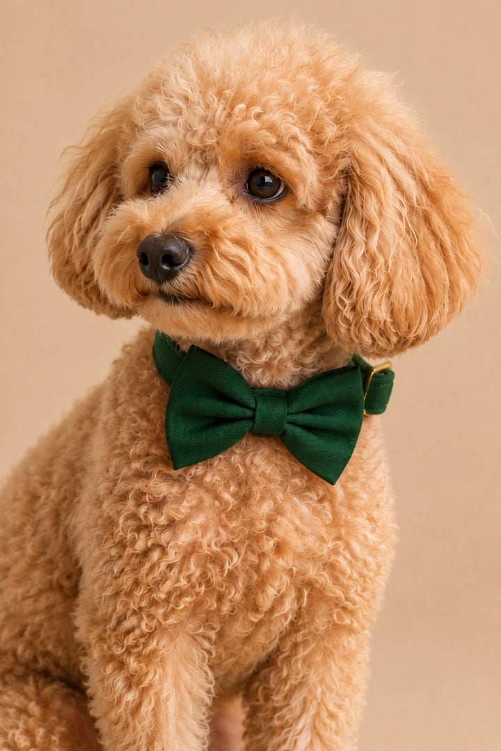 Close up of Curly-haired apricot Poodle sitting and looking up to the side, wearing a Lane & Leash Pine dog collar and bow tie in solid dark green, against a tan backdrop