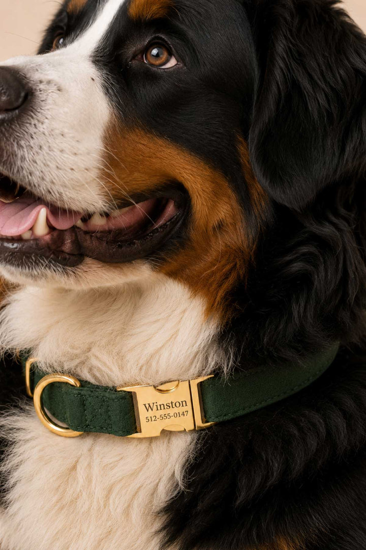 Bernese Mountain Dog sitting and smiling with tongue out, wearing a Lane & Leash Pine dog collar in solid dark green with engraved gold buckle reading 'Winston,' against a tan backdrop