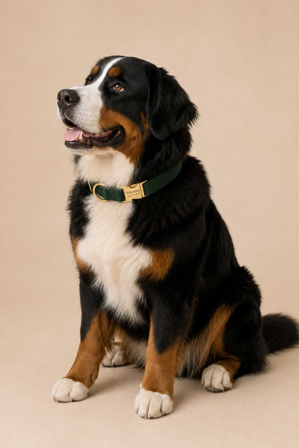 Bernese Mountain Dog sitting and smiling with tongue out, wearing a Lane & Leash Pine dog collar in solid dark green with gold buckle, against a tan backdrop