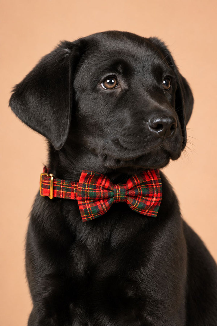 Close-up of a black Labrador puppy looking to the side, wearing a Lane & Leash Plaid Tidings dog collar and bow tie in red tartan, against a tan backdrop