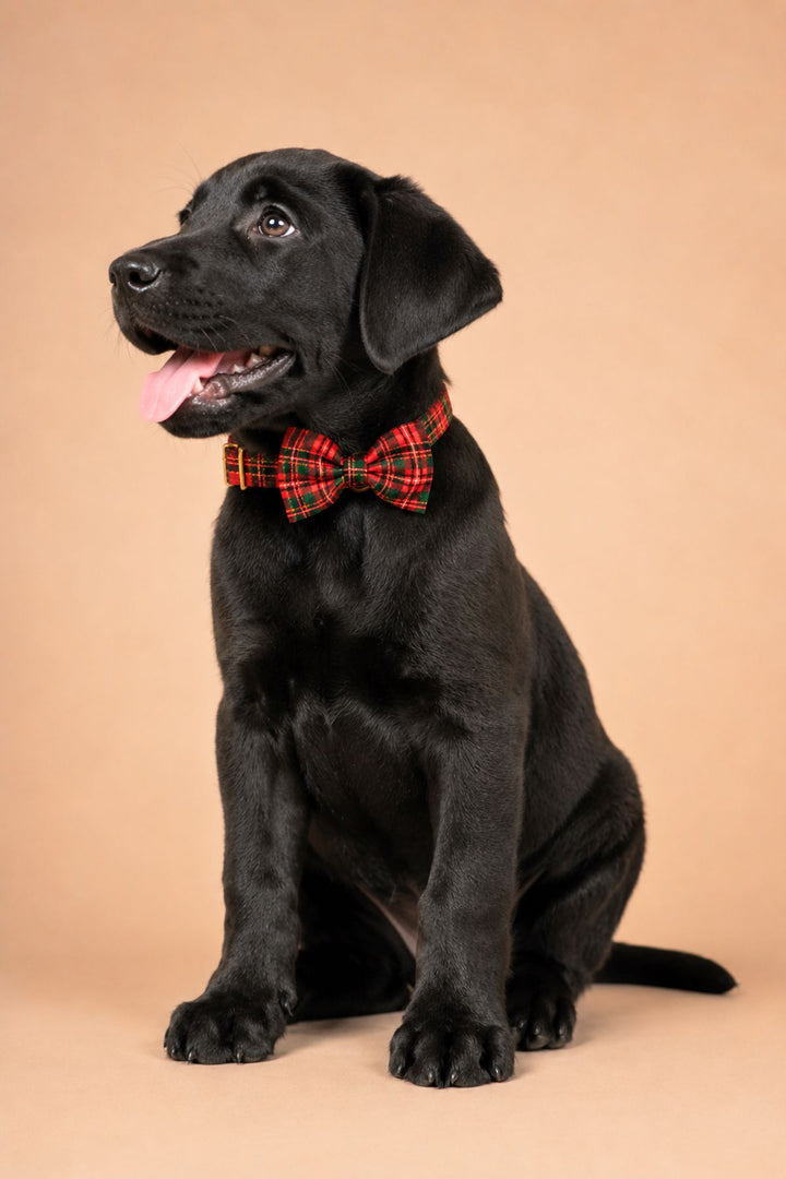 Black Labrador puppy sitting with tongue out, wearing a Lane & Leash Plaid Tidings dog collar and bow tie in red tartan, against a tan backdrop