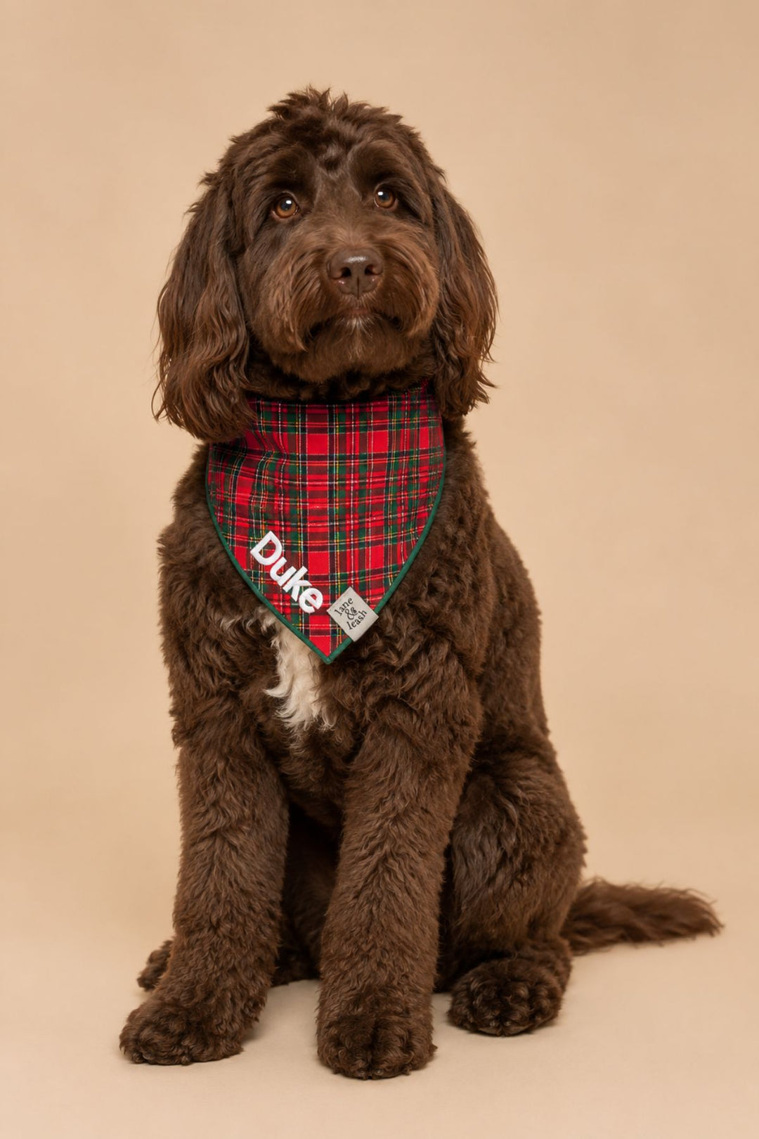 Curly-haired chocolate brown doodle sitting and looking at the camera, wearing a Lane & Leash Plaid Tidings personalized dog bandana in red tartan, embroidered with the name 'Duke' in white, against a tan backdrop