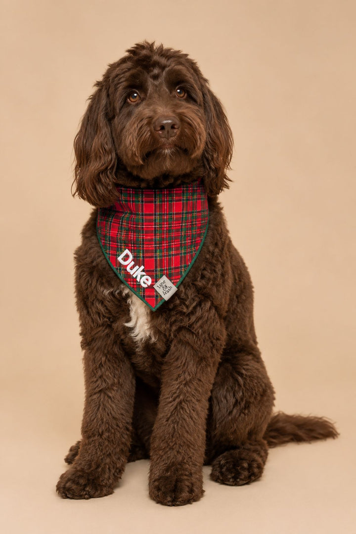 Curly-haired chocolate brown doodle sitting and looking at the camera, wearing a Lane & Leash Plaid Tidings personalized dog bandana in red tartan, embroidered with the name 'Duke' in white, against a tan backdrop