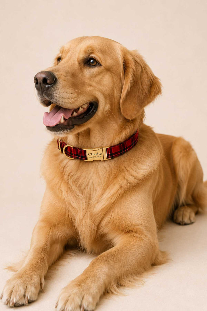 Golden Retriever lying down and smiling with tongue out, wearing a Lane & Leash Plaid Tidings dog collar in red tartan with engraved gold buckle reading 'Charlie,' against a cream backdrop