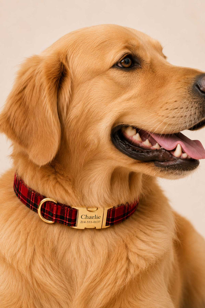 Close up of golden retriever smiling with tongue out, wearing a Lane & Leash Plaid Tidings dog collar in red tartan with engraved gold buckle reading 'Charlie,' against a cream backdrop