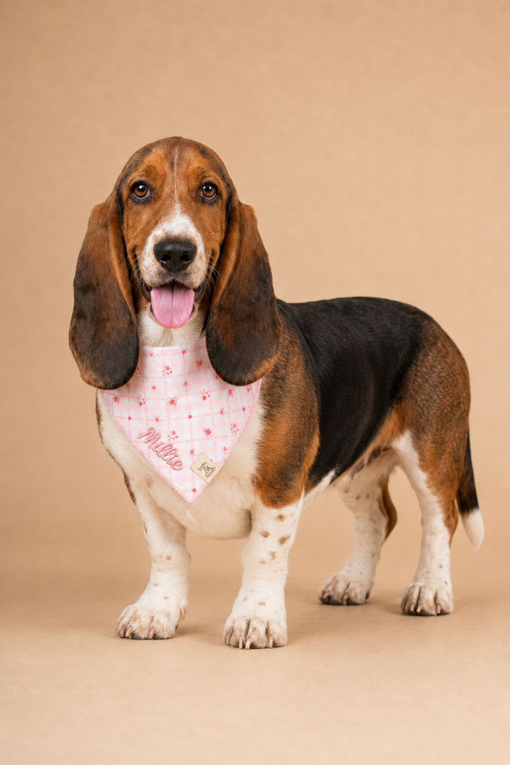 A Basset Hound dog wearing a Lane & Leash pink bandana with a white cross pattern and the name 'Pipiloe' printed on it, standing against a solid beige background.