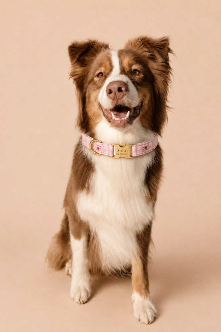 A brown and white Australian Shepherd dog wearing a Lane & Leash pink patterned collar with a gold buckle, sitting against a solid beige background.