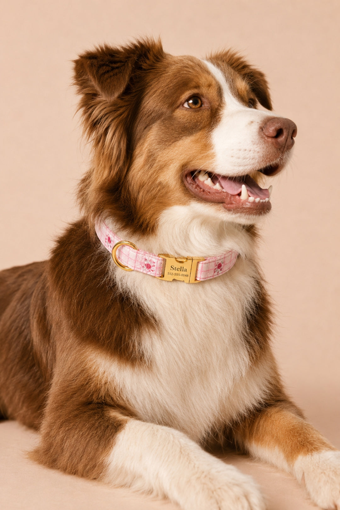 A brown and white dog lying down and wearing a Lane & Leash pink floral collar with a gold-tone buckle and a custom name plate that reads 'Sofia'. The background is a solid, warm beige studio backdrop.