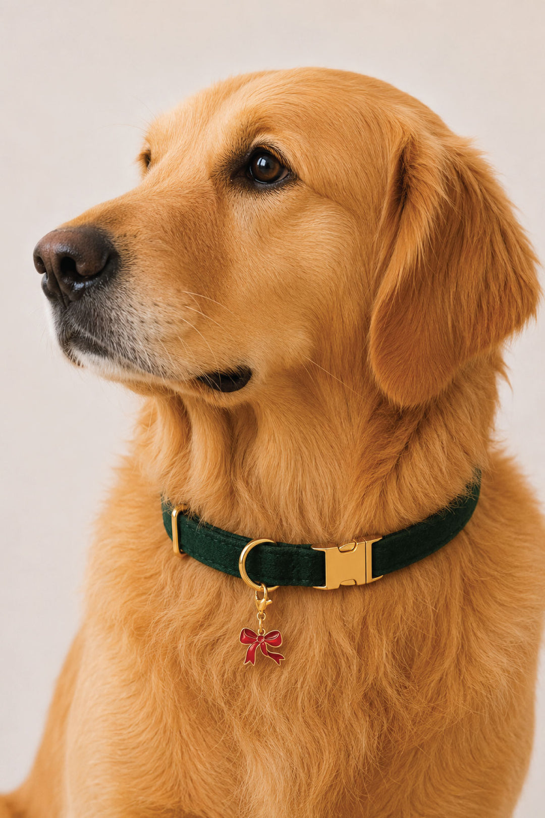 Golden retriever wearing a Lane & Leash dark green velvet collar with gold buckle and enamel red bow charm