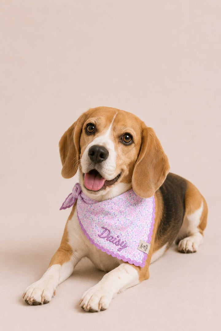 A smiling beagle wearing an embroidered Ribbon Garden print pet bandana with purple scalloped edge, personalized with the name "Daisy", on a warm beige studio background