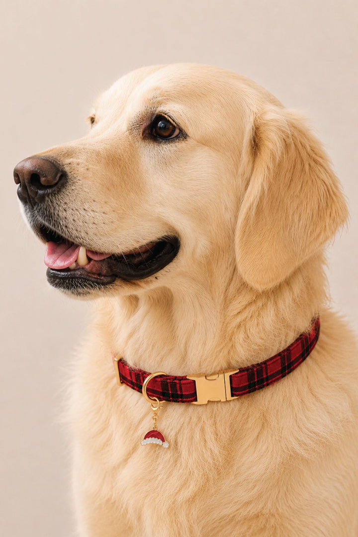 Golden retriever wearing a Lane & Leash red plaid collar with gold buckle and enamel Santa hat charm.