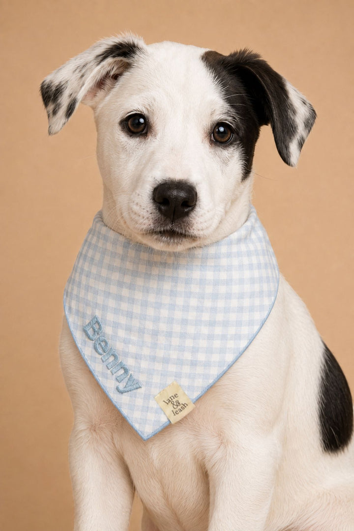 A black and white dog wearing a Lane & Leash light blue and white gingham bandana with the name 'Benny' embroidered on it, set against a solid tan background.