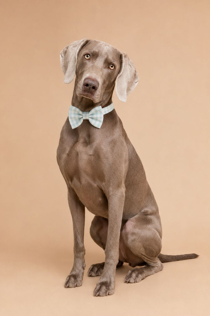 A gray Weimaraner dog sitting on a warm beige studio background, wearing a Lane & Leash pale blue bow tie.