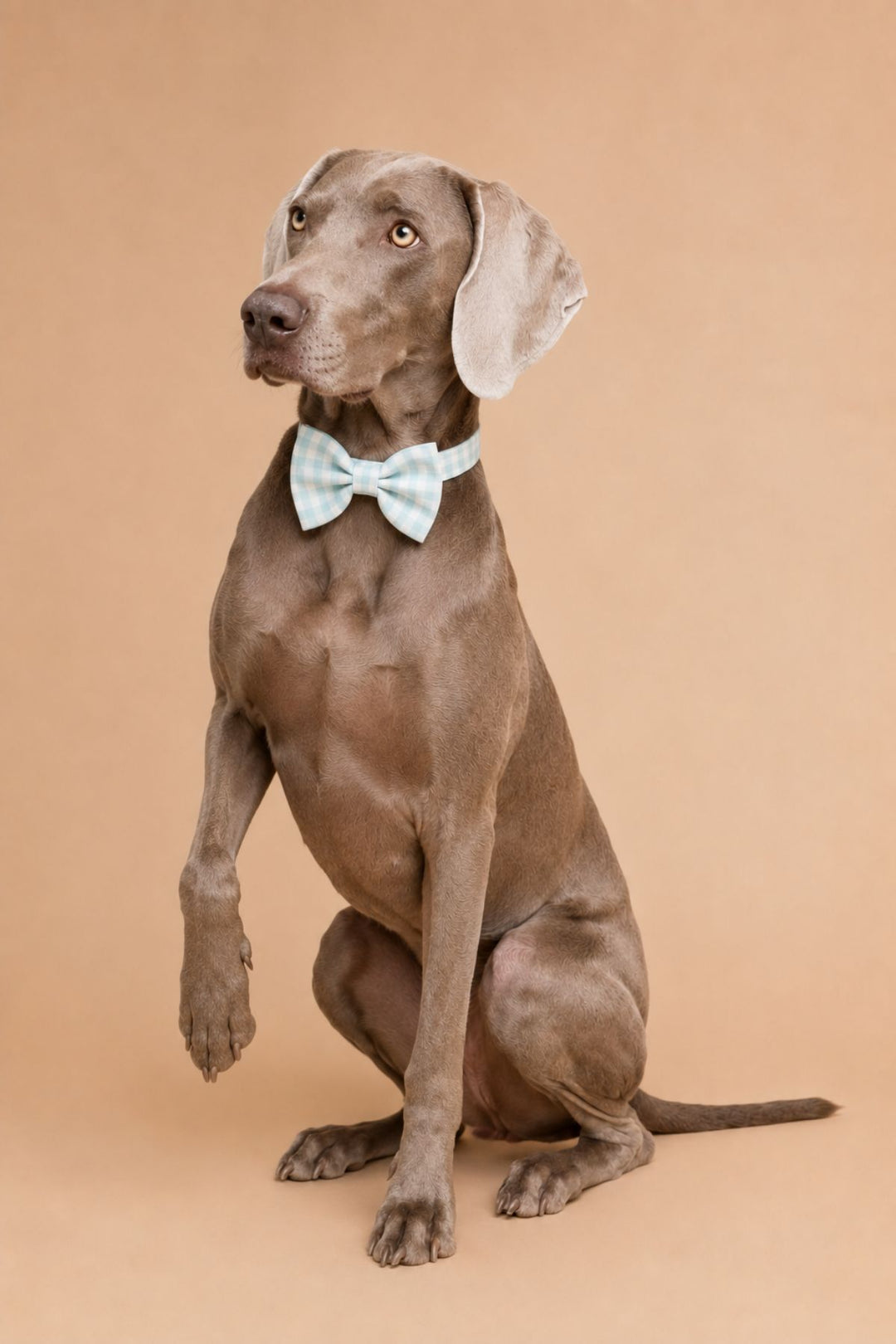 A gray Weimaraner dog wearing a Lane & Leash light blue bow tie, sitting against a solid beige studio background.