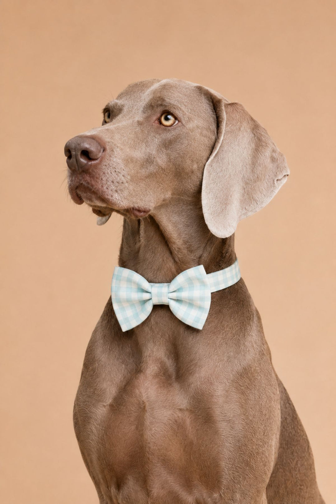 A Weimaraner dog wearing a Lane & Leash light blue and white gingham bow tie, set against a solid warm tan studio background.