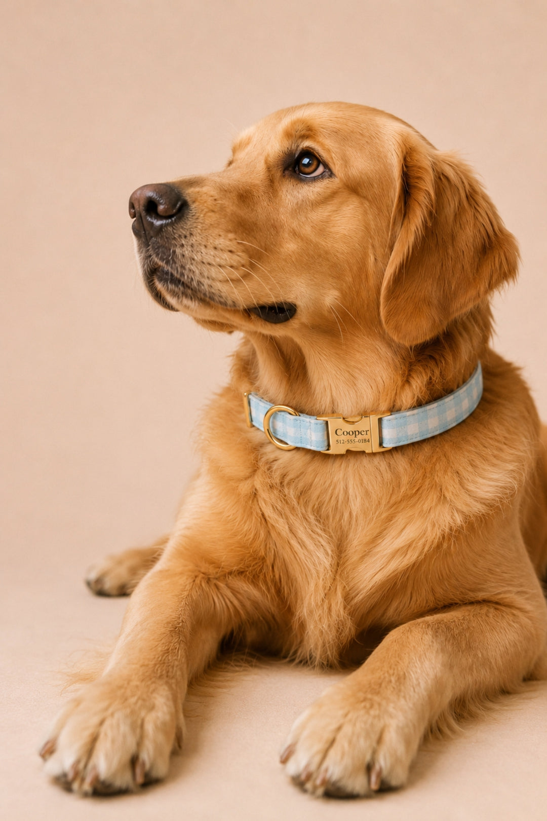 A golden retriever dog lying down and wearing a Lane & Leash light blue and white gingham check collar with a gold-tone metal buckle and a custom brass nameplate that reads 'Copper'. The background is a solid, warm beige studio backdrop.