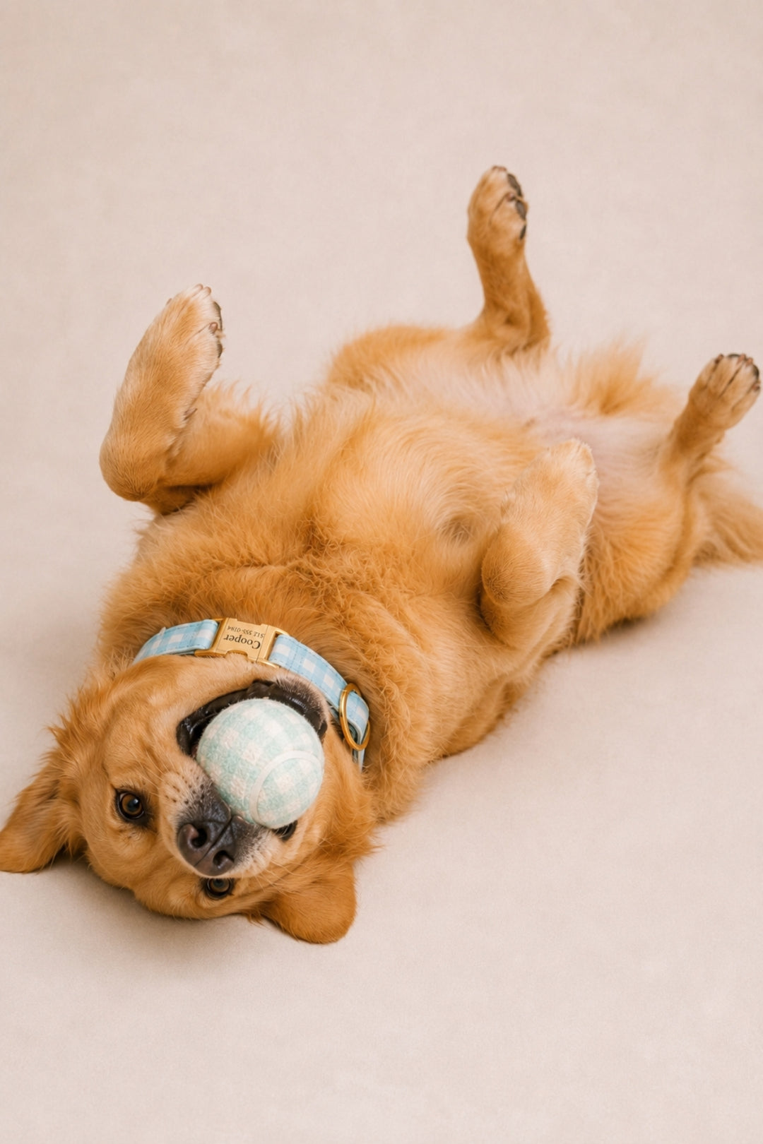 A golden retriever dog lies on its back on a light beige floor, holding a lLane & Leash ight blue and white plaid tennis ball in its mouth. The dog is wearing a light blue plaid collar.