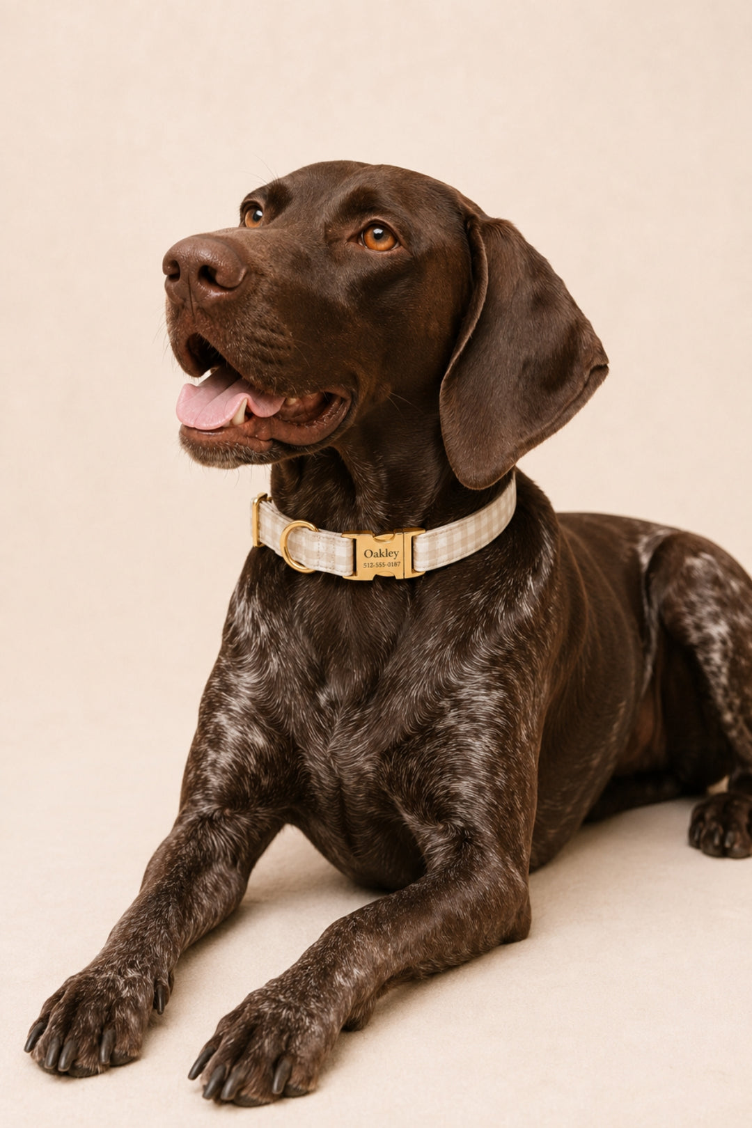A dark brown German Shorthaired Pointer dog lying down and wearing a Lane & Leash cream-colored woven dog collar with a gold buckle. The dog is photographed against a solid, warm beige background.