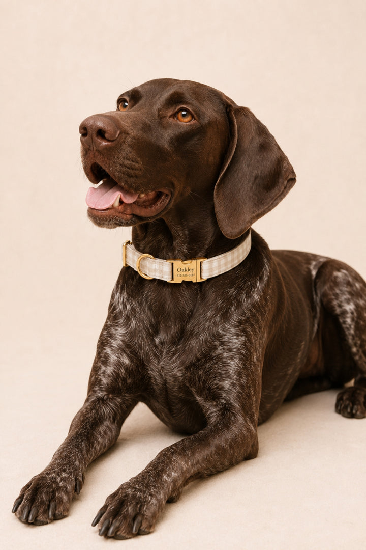 A dark brown German Shorthaired Pointer dog lying down and wearing a Lane & Leash cream-colored woven dog collar with a gold buckle. The dog is photographed against a solid, warm beige background.