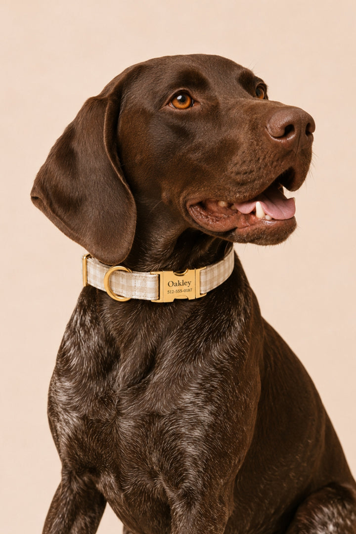 A close-up of a dark brown dog wearing a Lane & Leash light beige and white patterned collar with gold hardware and a custom engraved plate reading 'Oakley'.