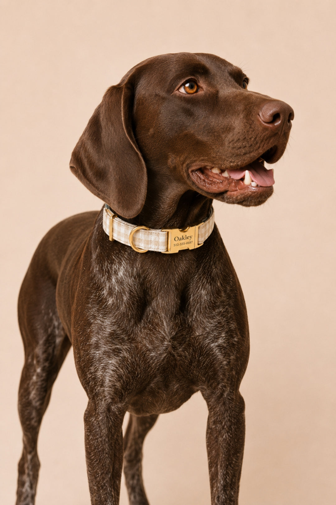 A chocolate German Shorthaired Pointer dog wearing a Lane & Leash beige and white plaid collar with a gold buckle and a custom engraved gold tag, set against a solid beige background.