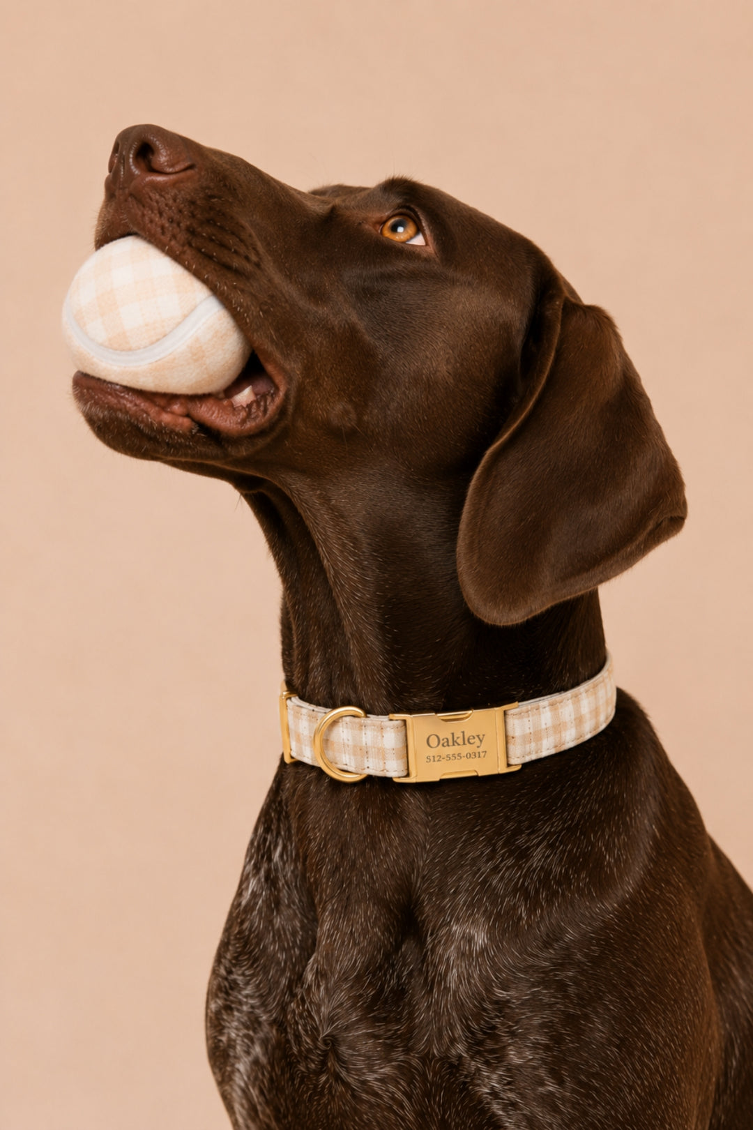 A chocolate Labrador retriever wearing a Lane & Leash beige and white plaid dog collar with a gold buckle and the name 'Oakley' engraved, holding a matching plaid ball in its mouth against a solid beige background.
