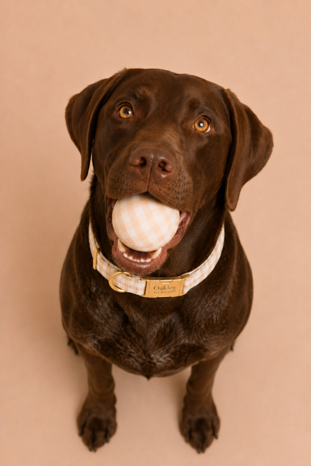 A chocolate Labrador retriever looking up at the camera while holding a Lane & Leash white and beige checkered ball in its mouth, wearing a beige and white checkered collar with a gold-tone buckle and a tan leather nameplate that reads 'Charlie'. The background is a solid, warm beige studio backdrop.