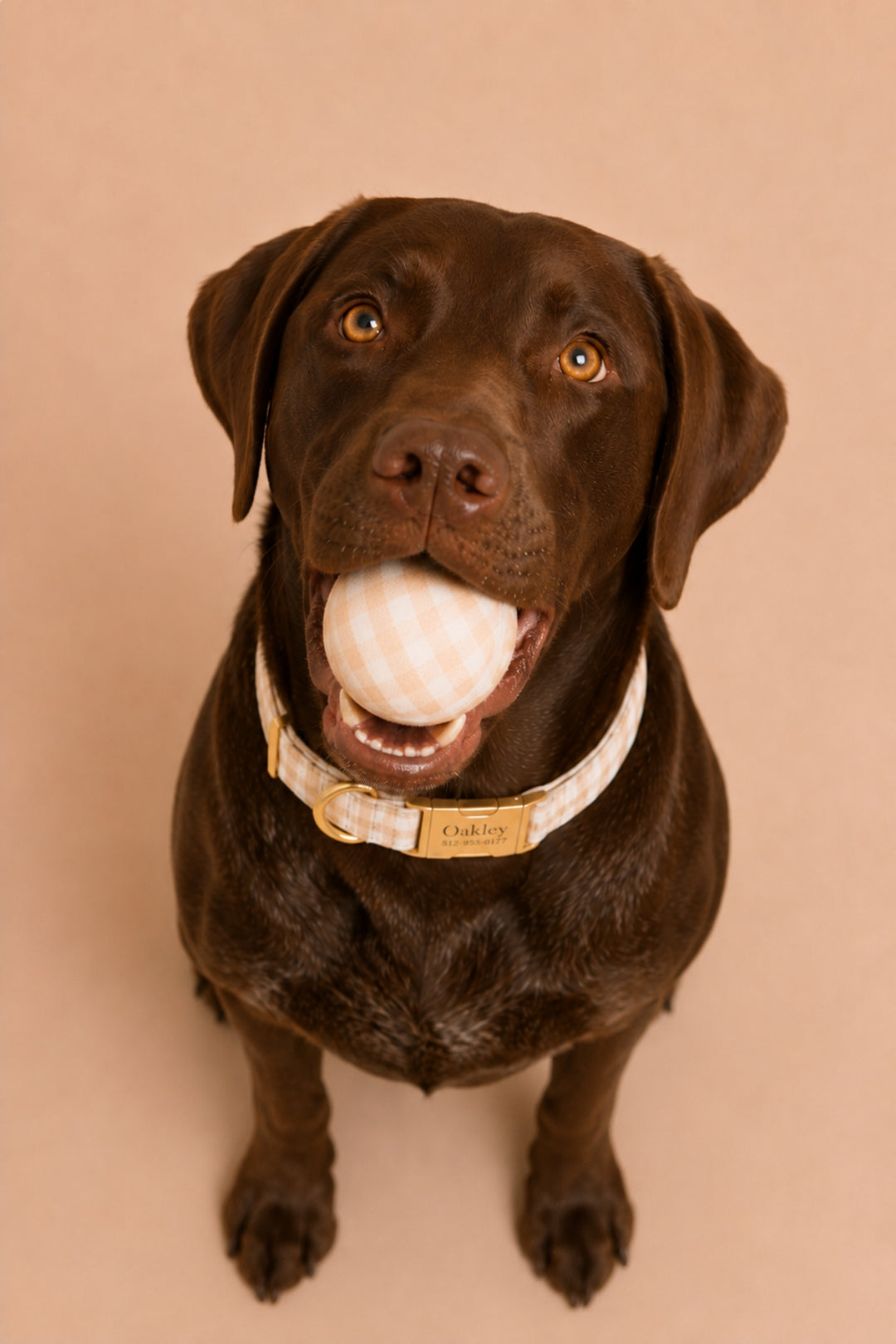 A chocolate Labrador retriever looking up at the camera while holding a Lane & Leash white and beige checkered ball in its mouth, wearing a beige and white checkered collar with a gold-tone buckle and a tan leather nameplate that reads 'Charlie'. The background is a solid, warm beige studio backdrop.