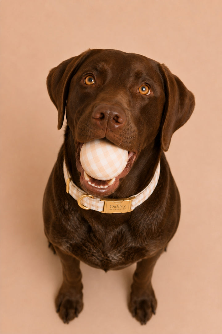 A chocolate Labrador retriever looking up at the camera while holding a Lane & Leash white and beige checkered ball in its mouth, wearing a beige and white checkered collar with a gold-tone buckle and a tan leather nameplate that reads 'Charlie'. The background is a solid, warm beige studio backdrop.