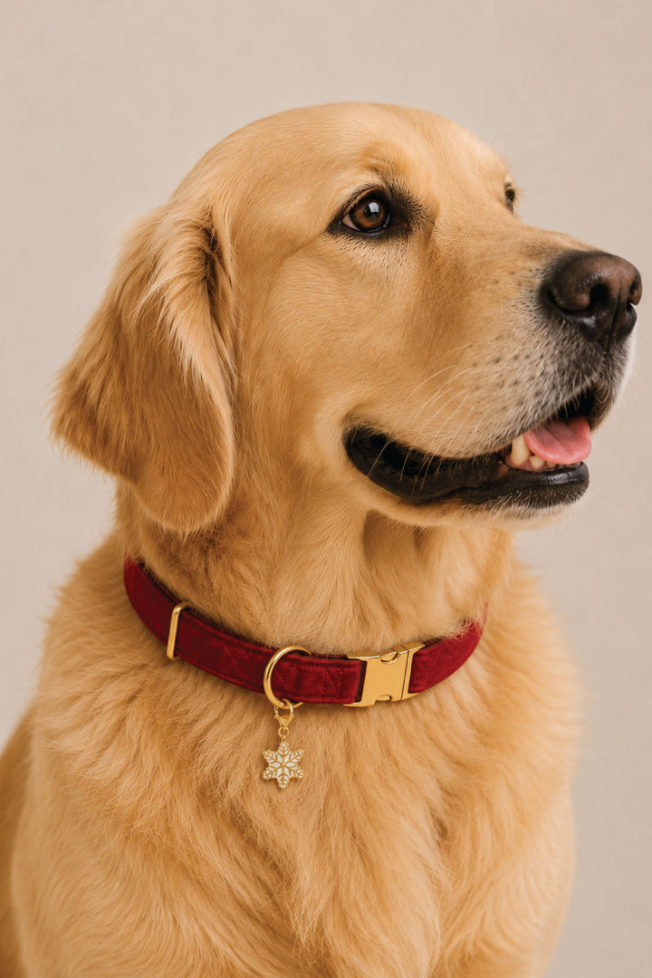 Golden retriever wearing a Lane & Leash dark red velvet collar with gold buckle and enamel snowflake charm