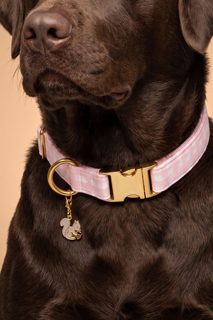 A close-up of a chocolate Labrador retriever wearing a Lane & Leash light pink and white gingham dog collar with gold-tone hardware and a hanging dog-shaped charm.