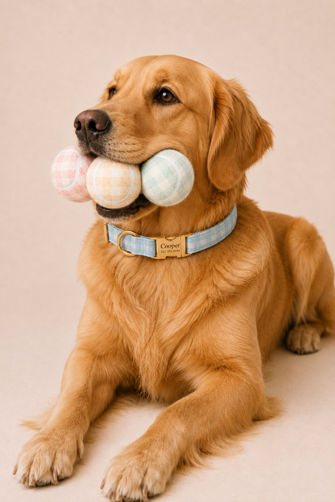 A golden retriever dog lying on a beige studio background, holding three Caden Lane plaid dog toys in its mouth. The dog is wearing a light blue and white plaid collar with a gold-tone metal buckle that has the brand name 'Cooper' engraved on it.