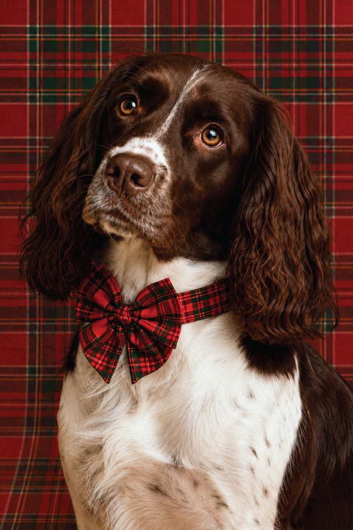 Close up of brown and white Springer Spaniel sitting and looking at the camera, wearing a Lane & Leash Plaid Tidings dog sailor bow in red tartan, against a tan backdrop