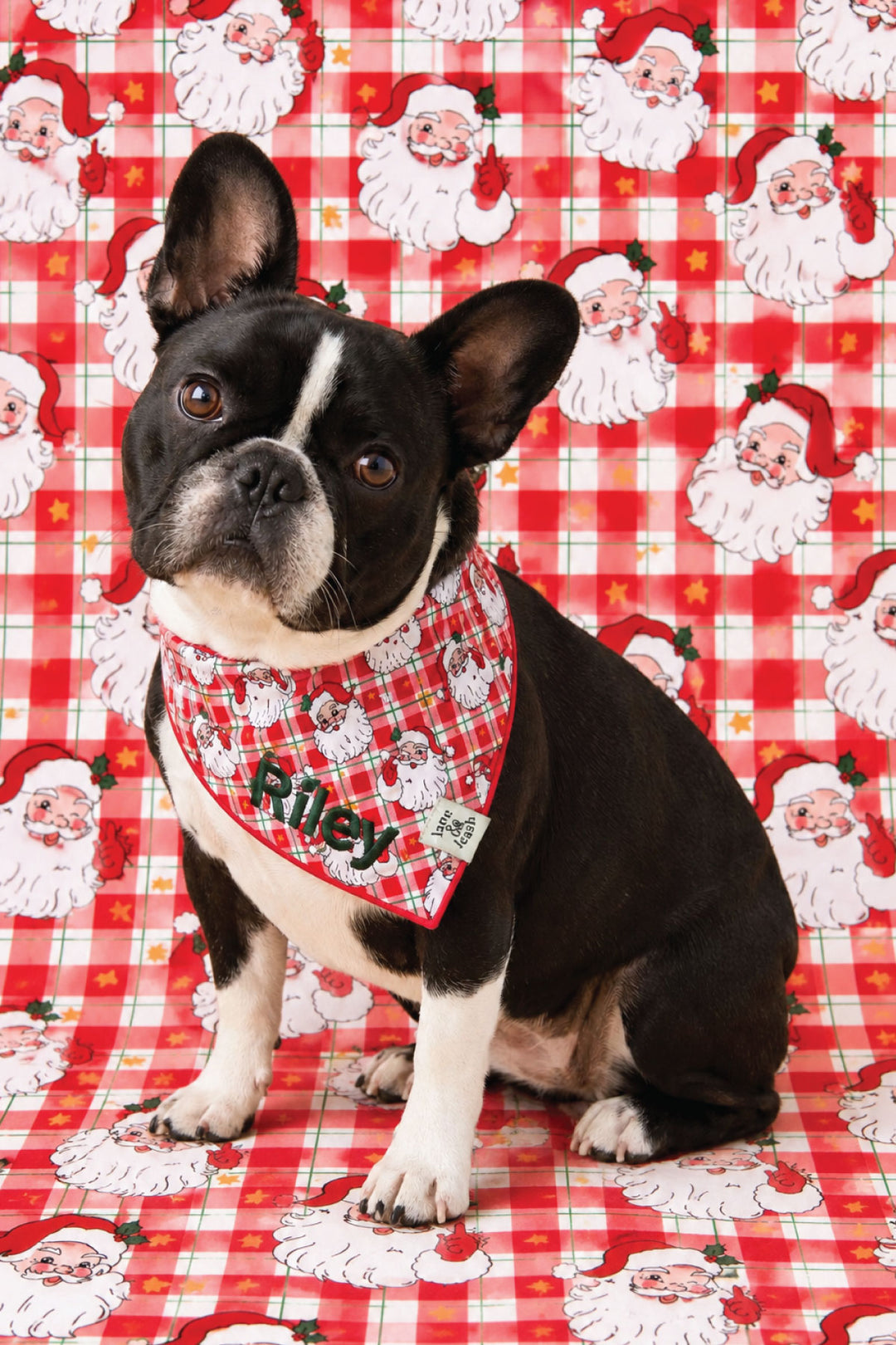 Black and white French Bulldog wearing a Lane & Leash Cozy Claus personalized dog bandana in red plaid with Santa Claus print, embroidered with the name 'Riley' in green,